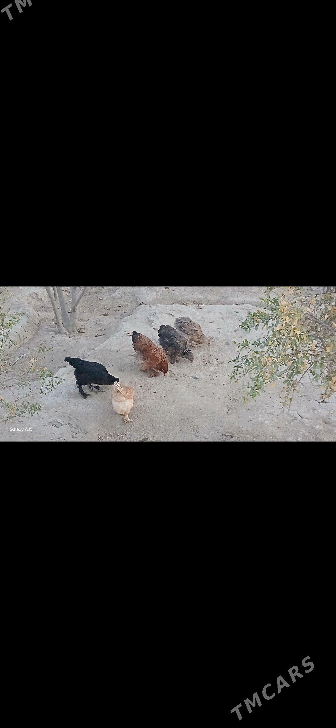 brama - Etrek - img 3