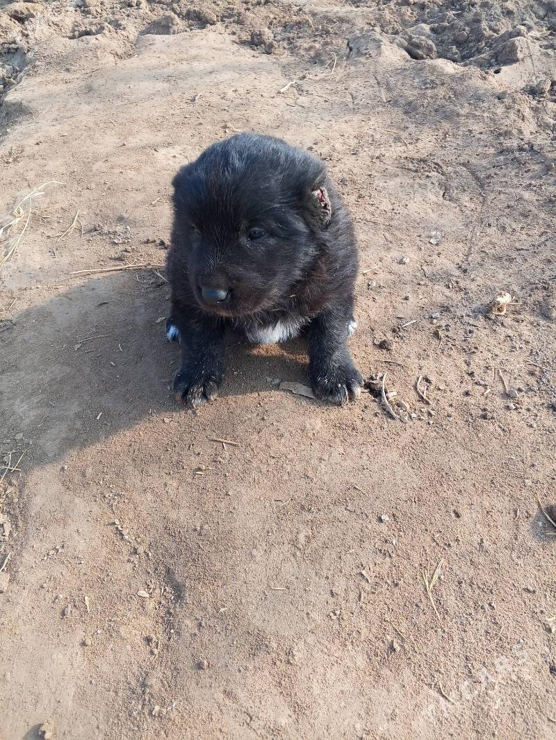 Алабау - Şabat etr. - img 2