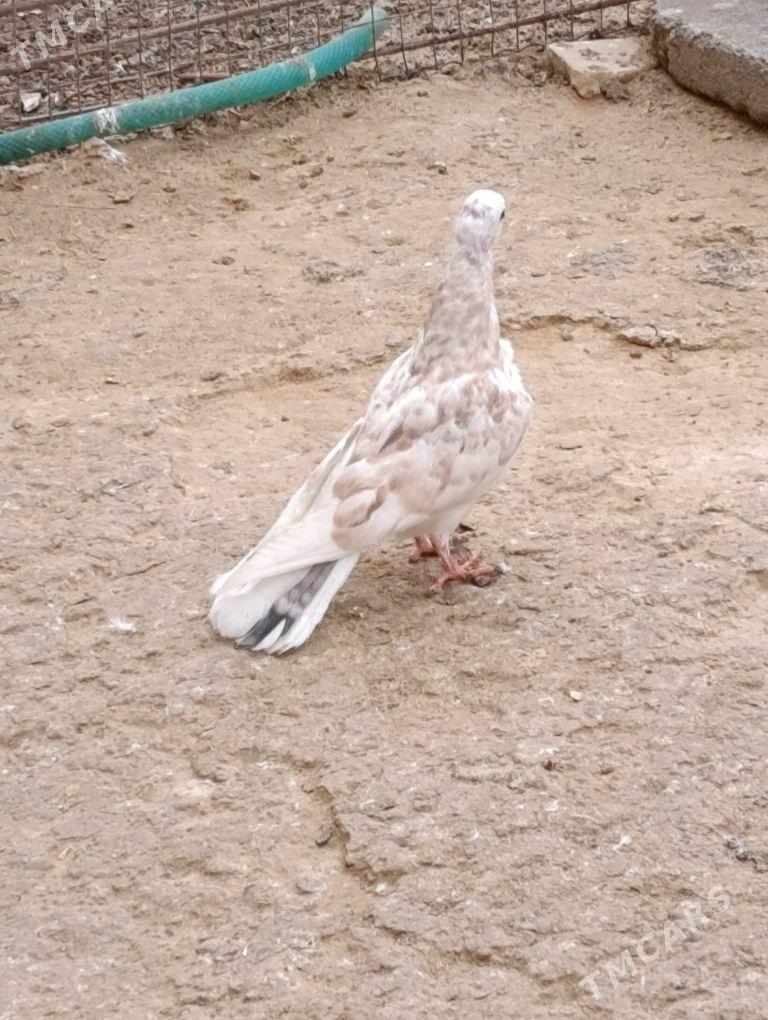 kepdery - 11 mkr - img 6