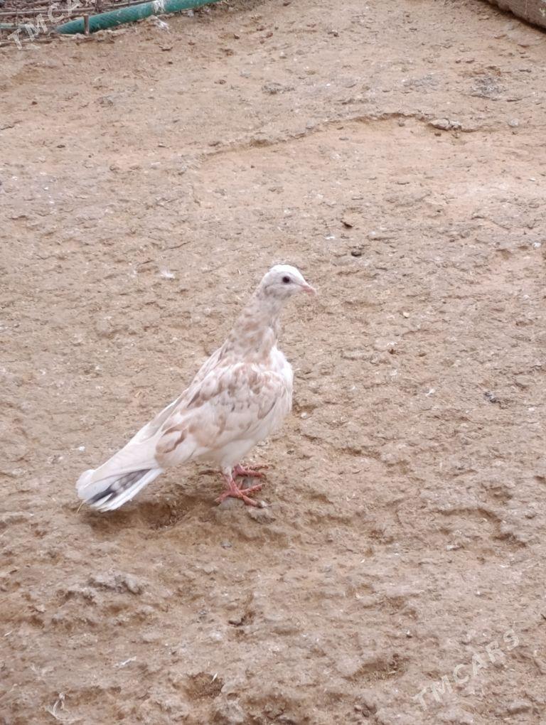 kepdery - 11 mkr - img 8