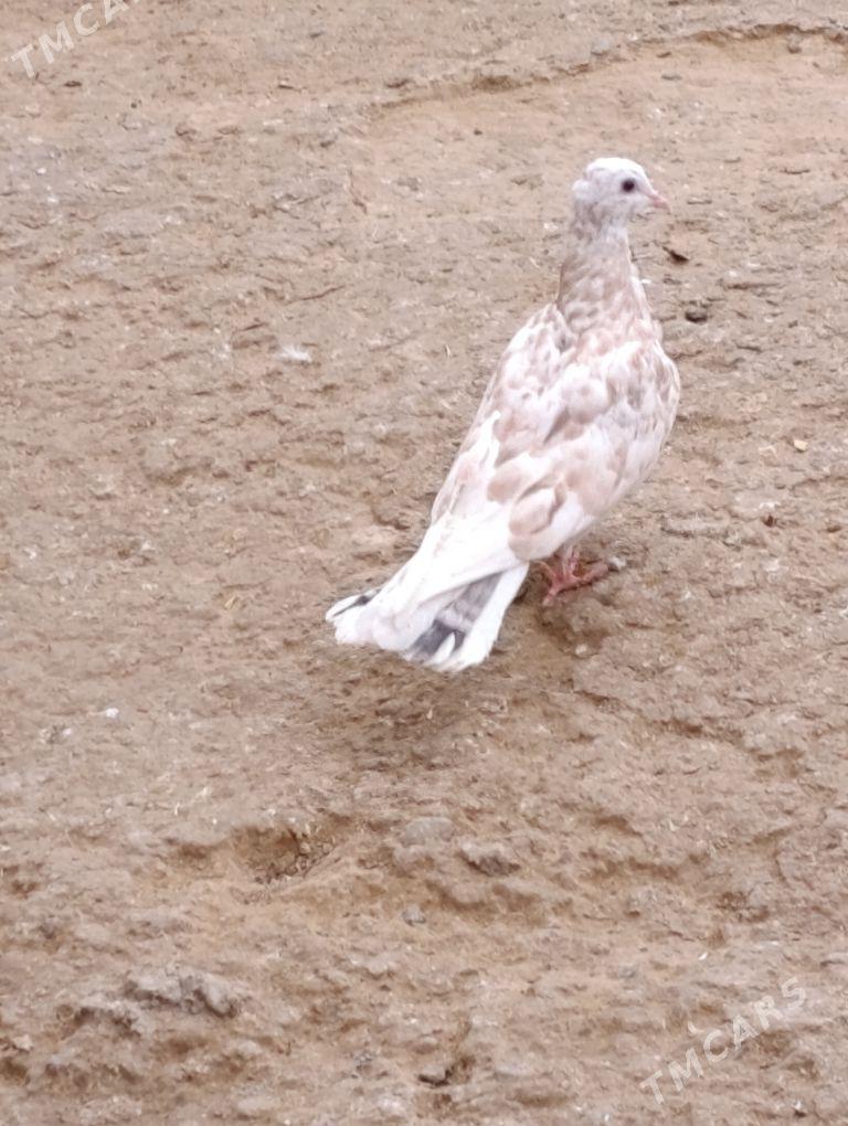 kepdery - 11 mkr - img 5