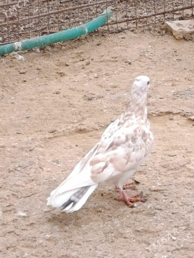 kepdery - 11 mkr - img 2