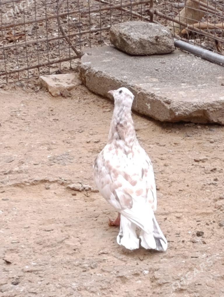 kepdery - 11 mkr - img 3