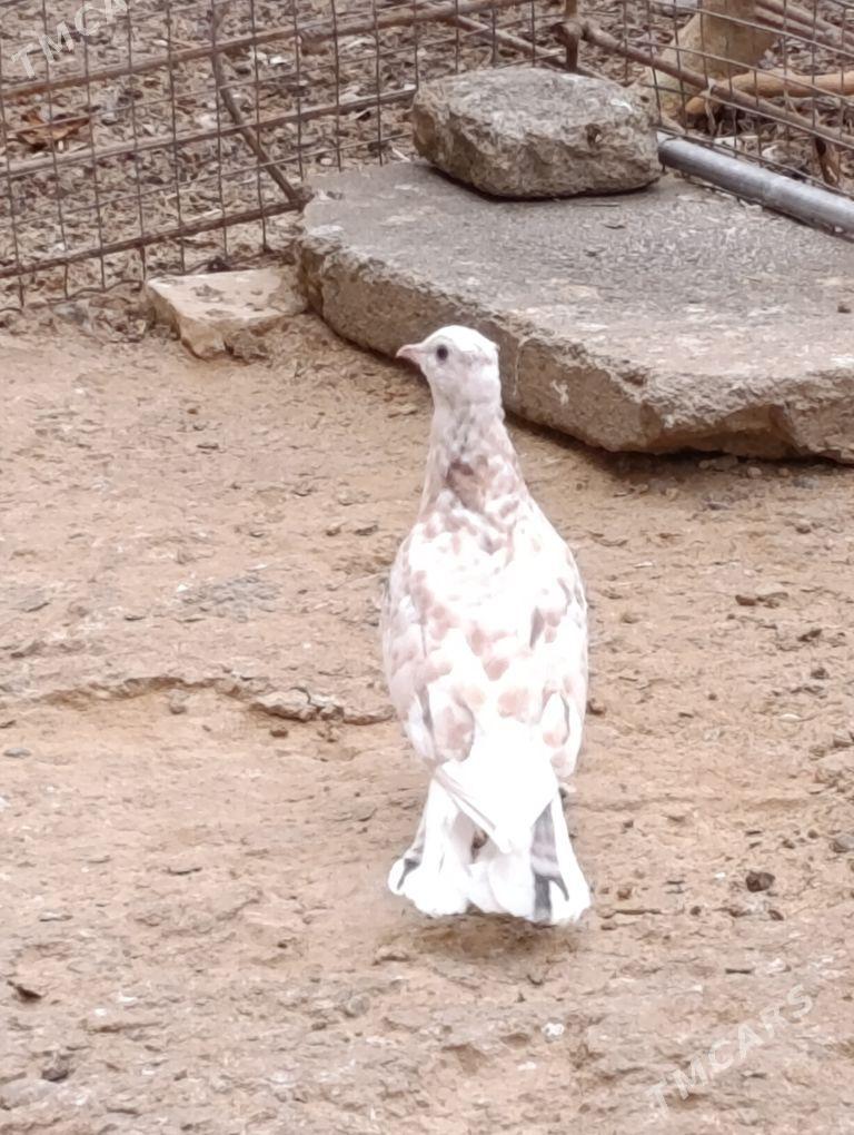 kepdery - 11 mkr - img 7