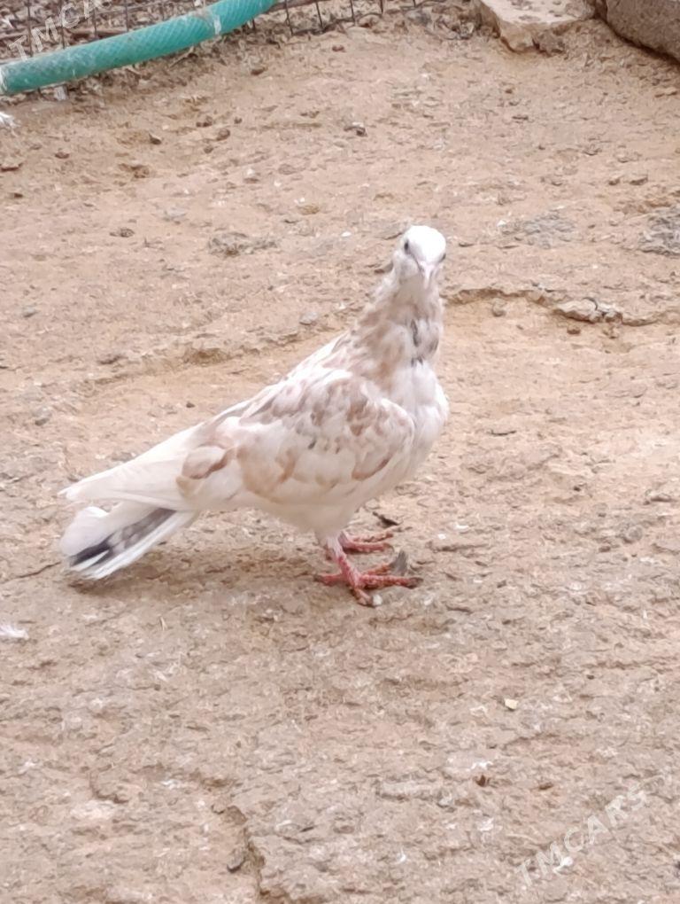 kepdery - 11 mkr - img 4