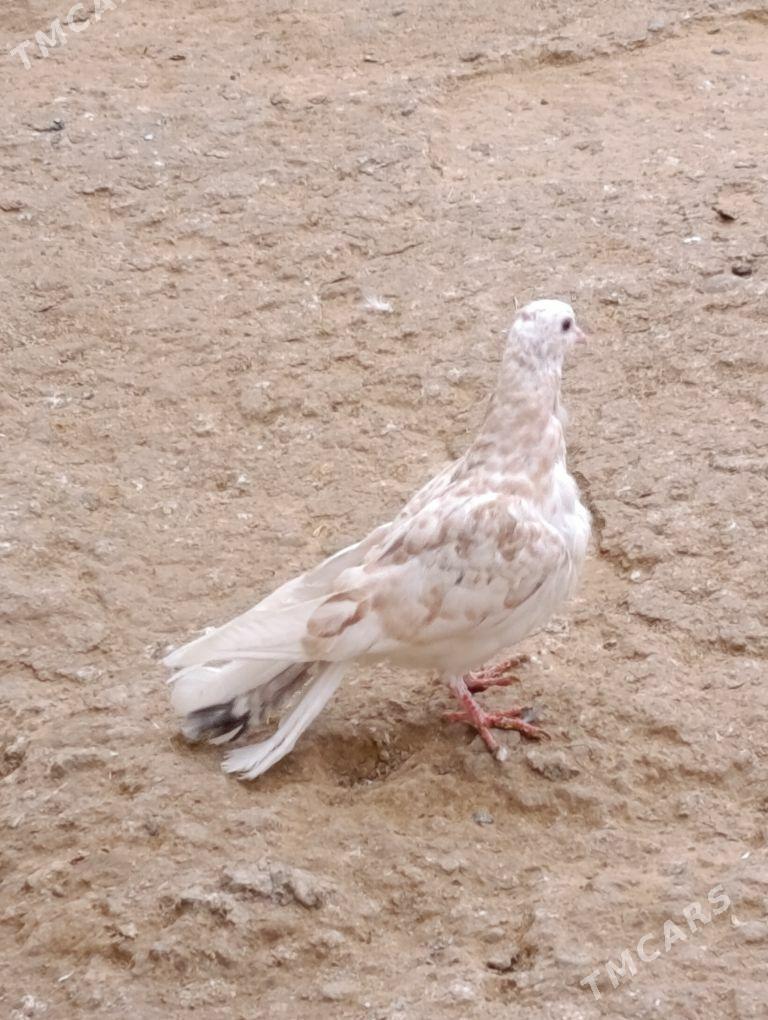 kepdery - 11 mkr - img 9