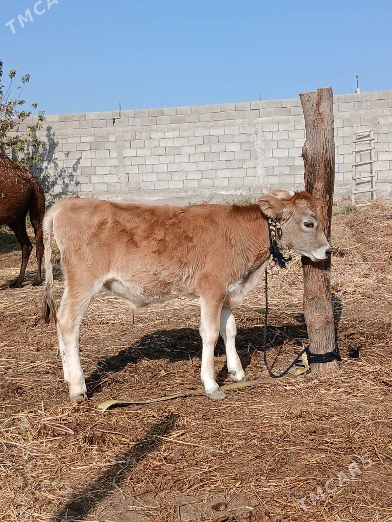 Okuz - Gökdepe - img 2