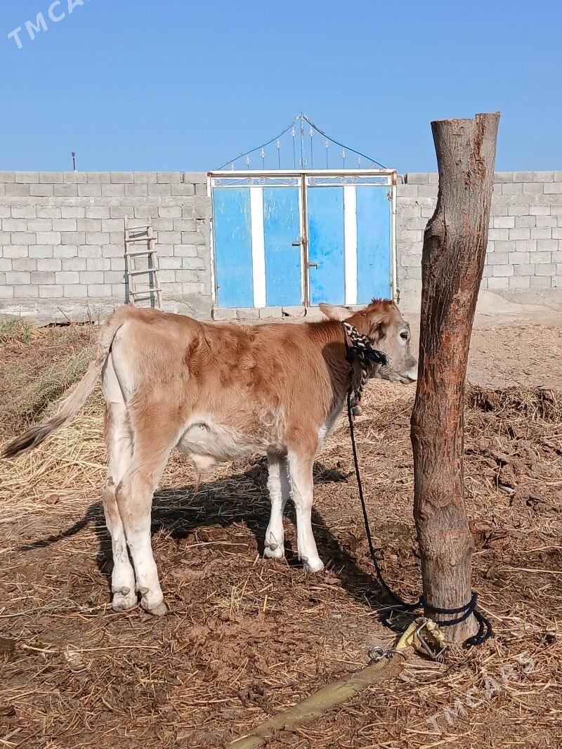 Okuz - Gökdepe - img 3