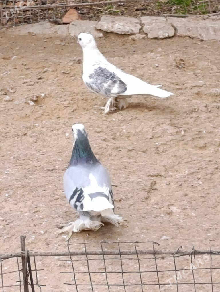 kepdery - 11 mkr - img 3