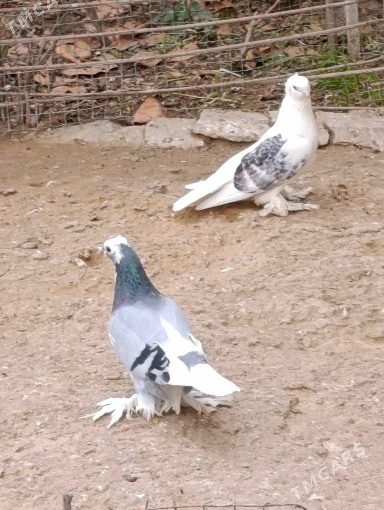 kepdery - 11 mkr - img 6