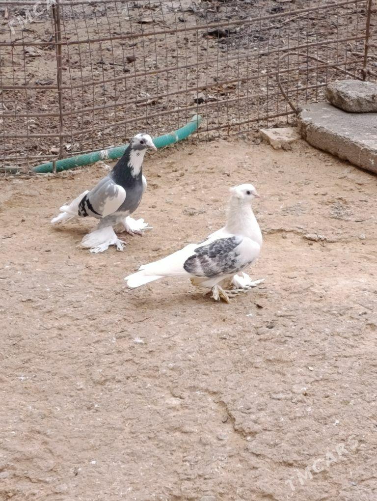 kepdery - 11 mkr - img 9