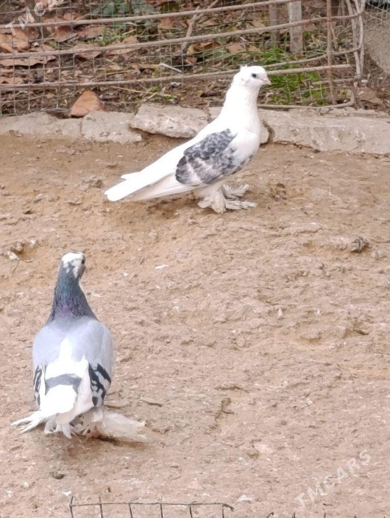 kepdery - 11 mkr - img 4