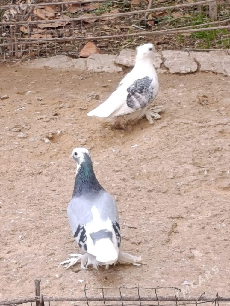 kepdery - 11 mkr - img 2