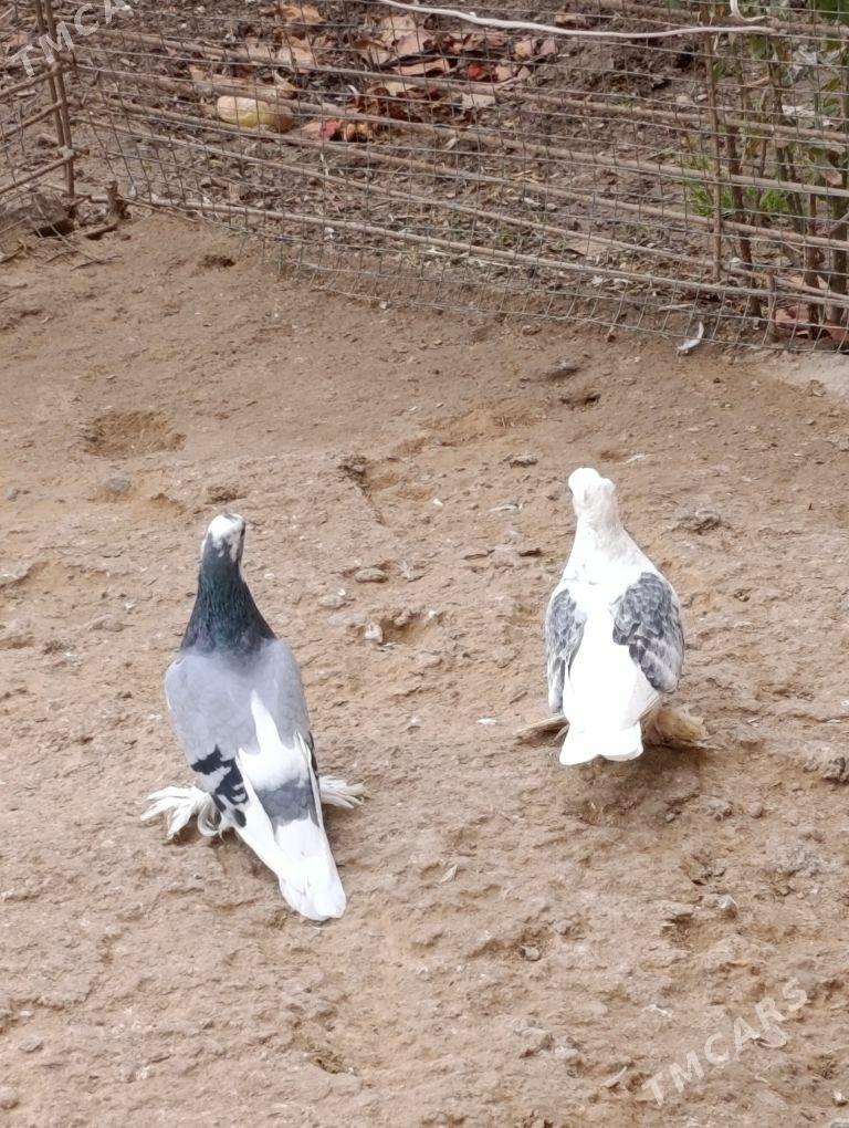 kepdery - 11 mkr - img 5