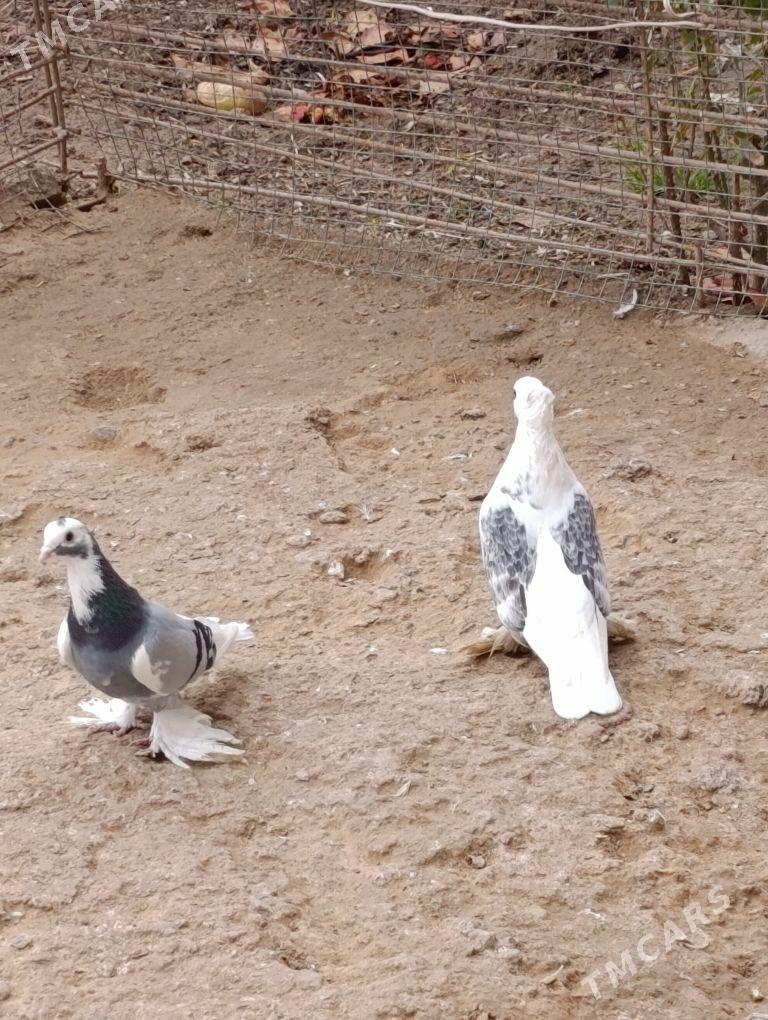 kepdery - 11 mkr - img 8