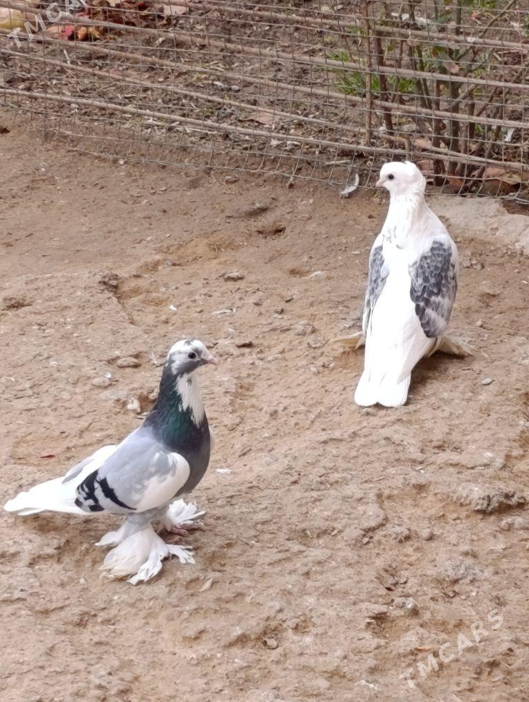 kepdery - 11 mkr - img 7