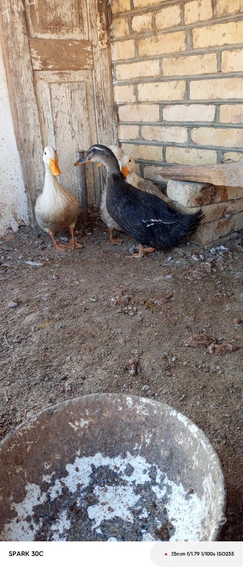 ördek - Мургап - img 2