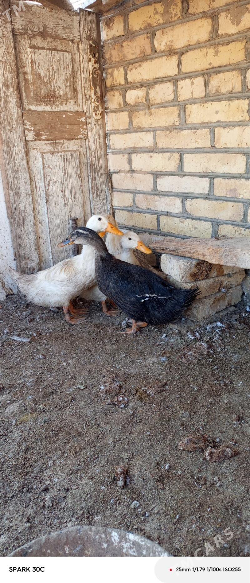 ördek - Мургап - img 3