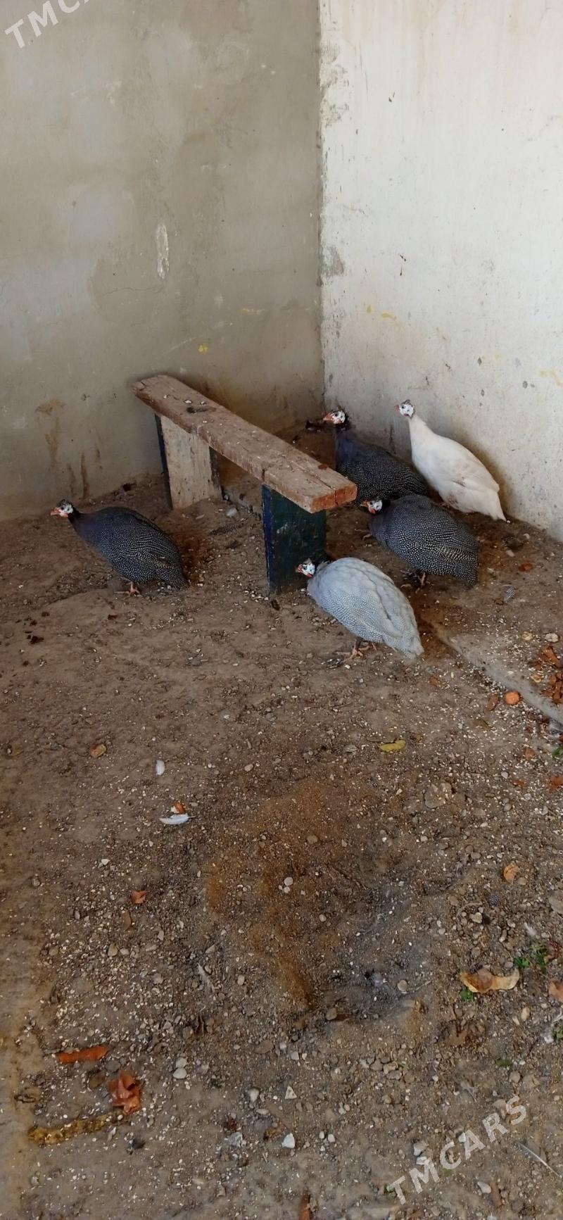 Sizarka - Балканабат - img 4