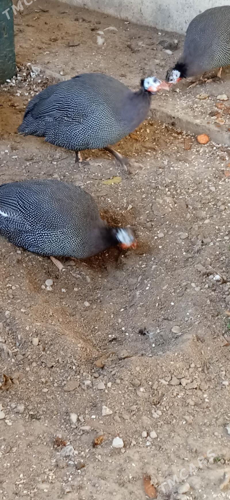 Sizarka - Балканабат - img 3