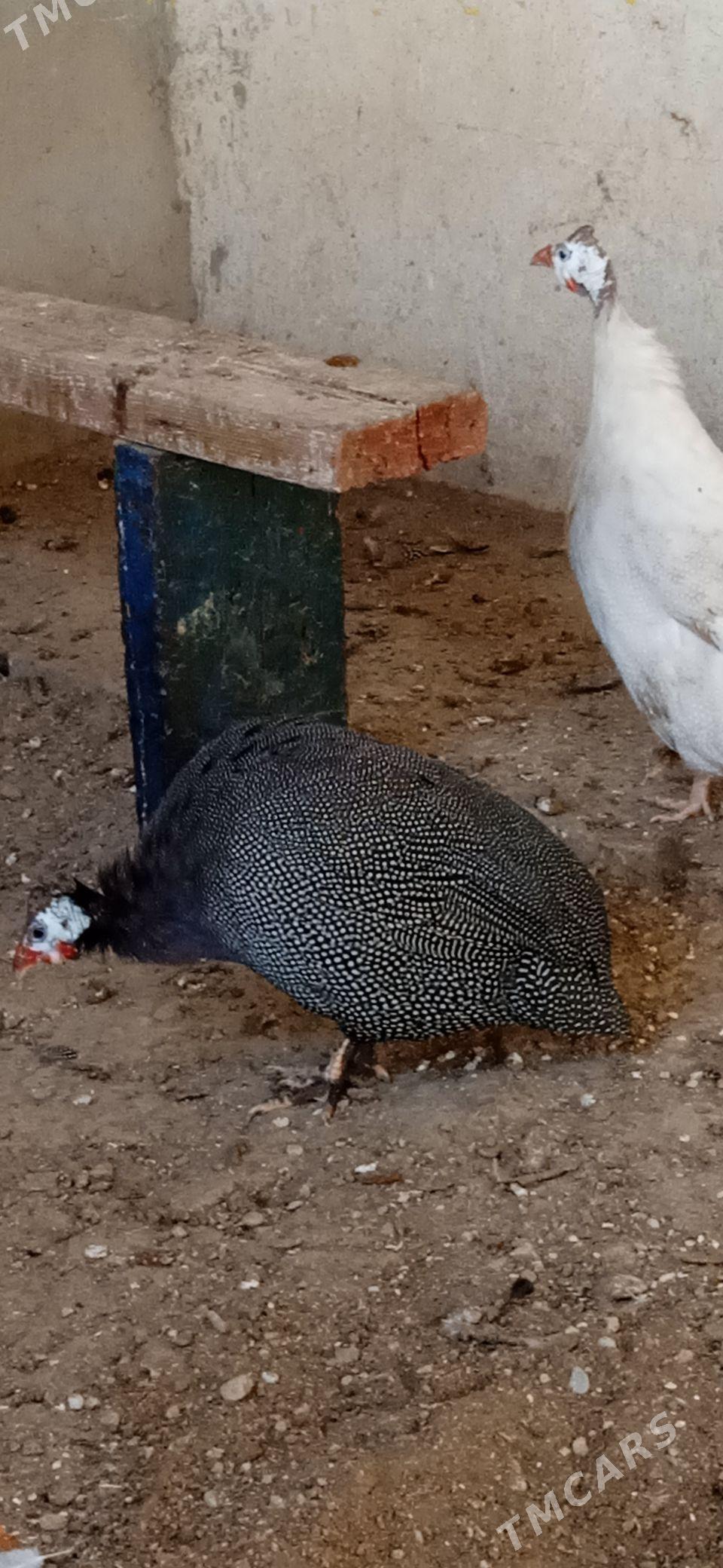 Sizarka - Балканабат - img 2