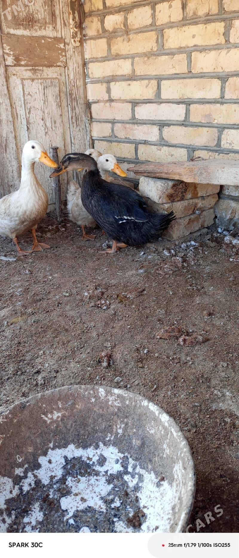 ördek - Мургап - img 4