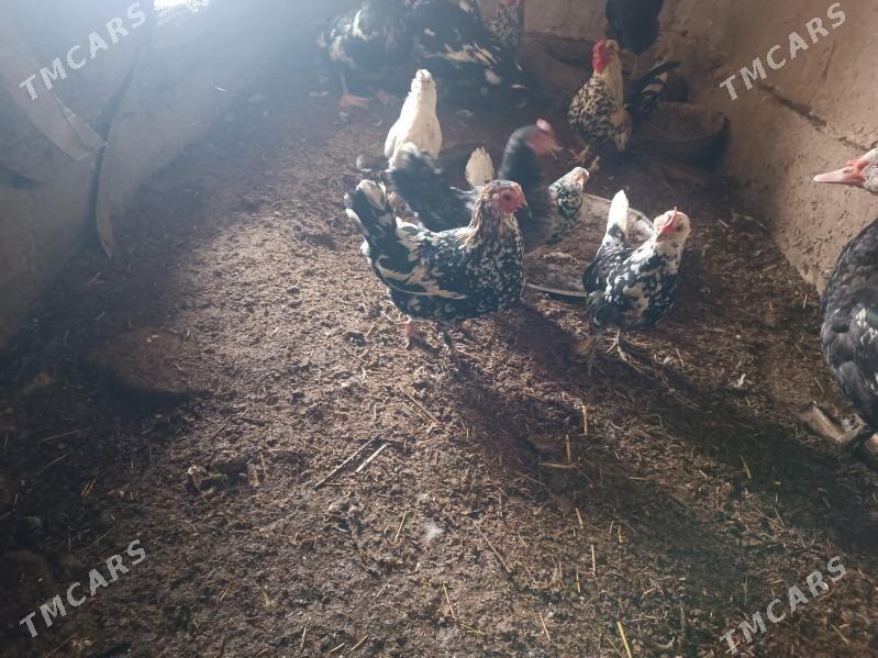 yaponçik - Фарап - img 3