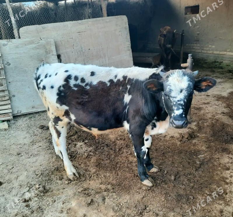 Gole - Baýramaly - img 2