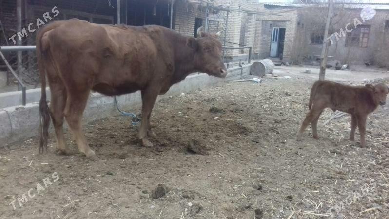 Göleli sygyr - Туркменабат - img 2