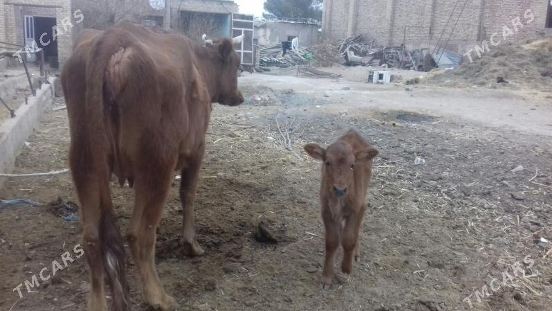 Göleli sygyr - Туркменабат - img 3