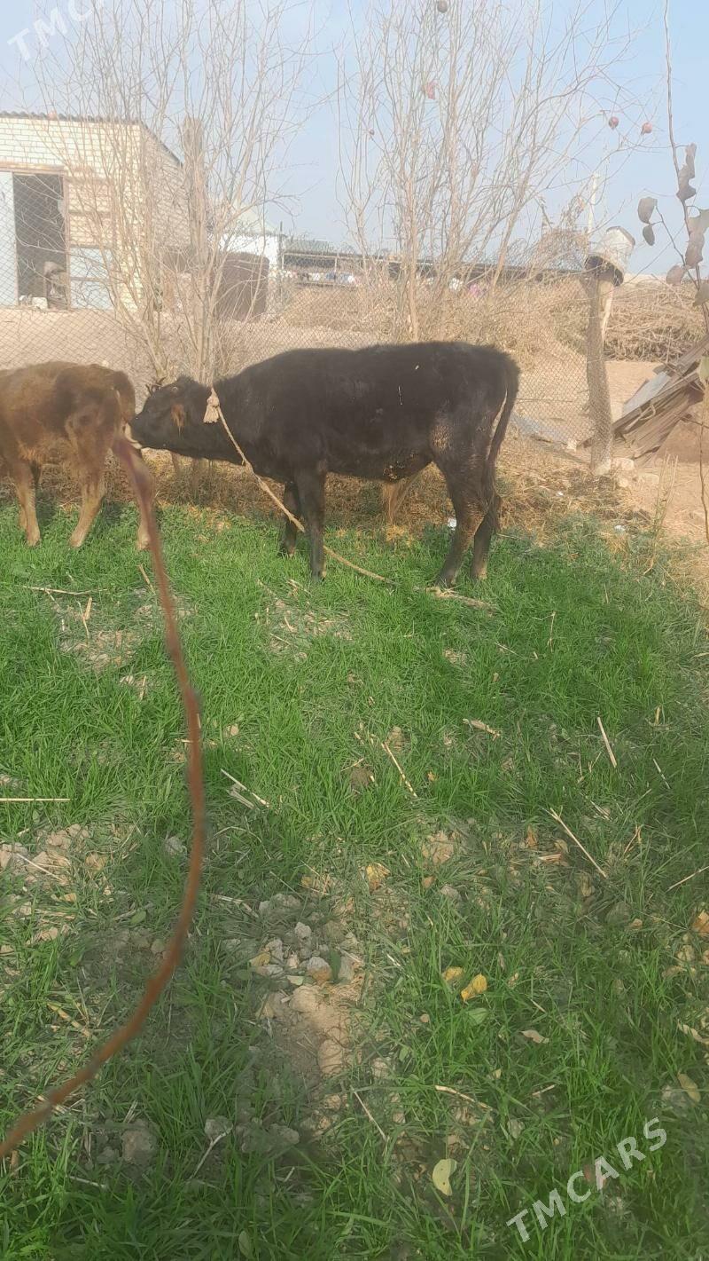 okuz - Бабадайхан - img 3