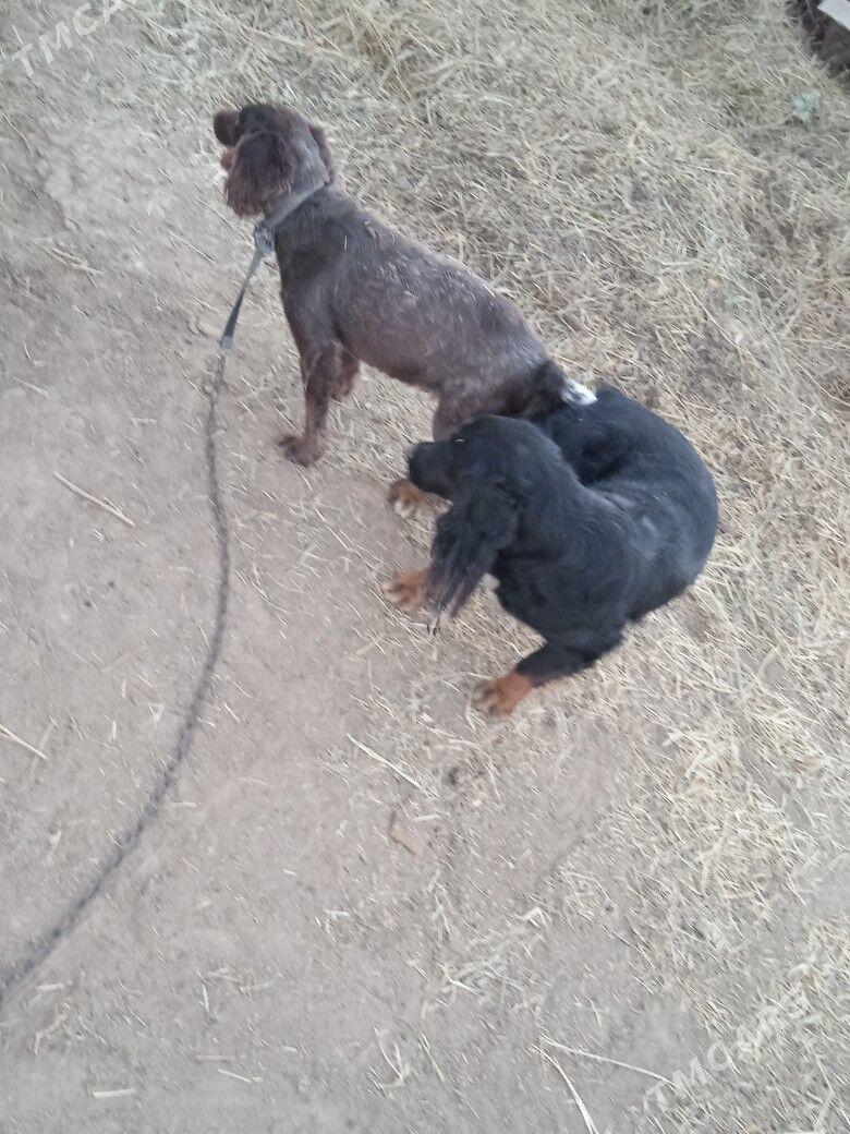 Ahotnik - Murgap - img 4