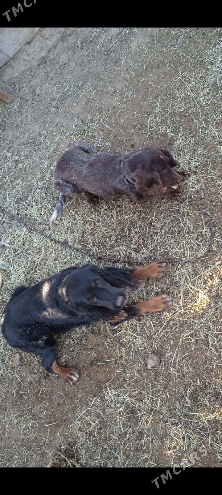 Ahotnik - Murgap - img 3