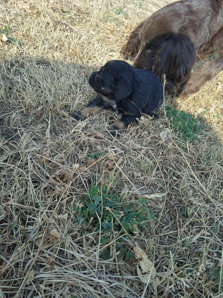 Ahotnik - Murgap - img 2