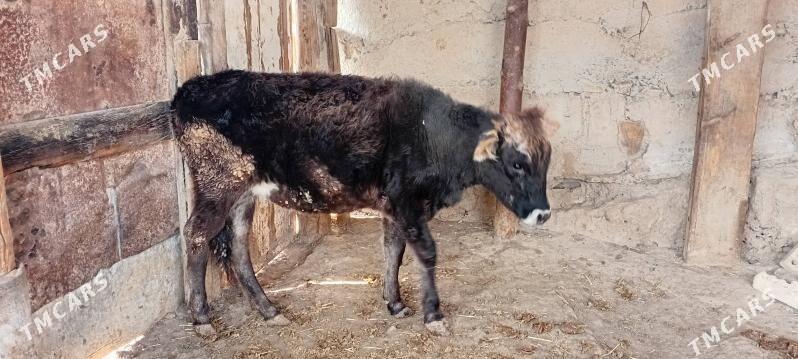 tuwe - Balkanabat - img 2