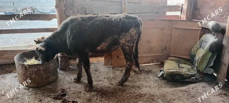 tuwe - Balkanabat - img 3