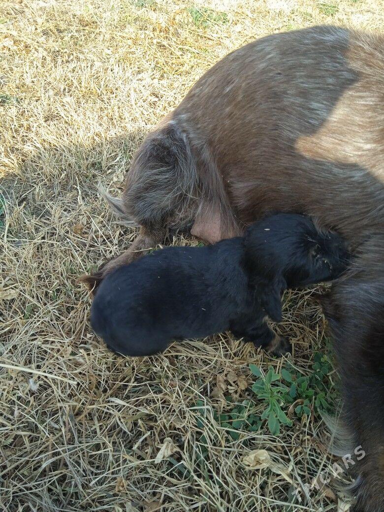 Ahotnik - Murgap - img 1