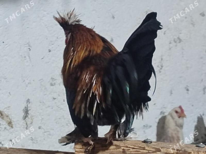 Товшан туй гызыл гара Япончик - Туркменабат - img 2