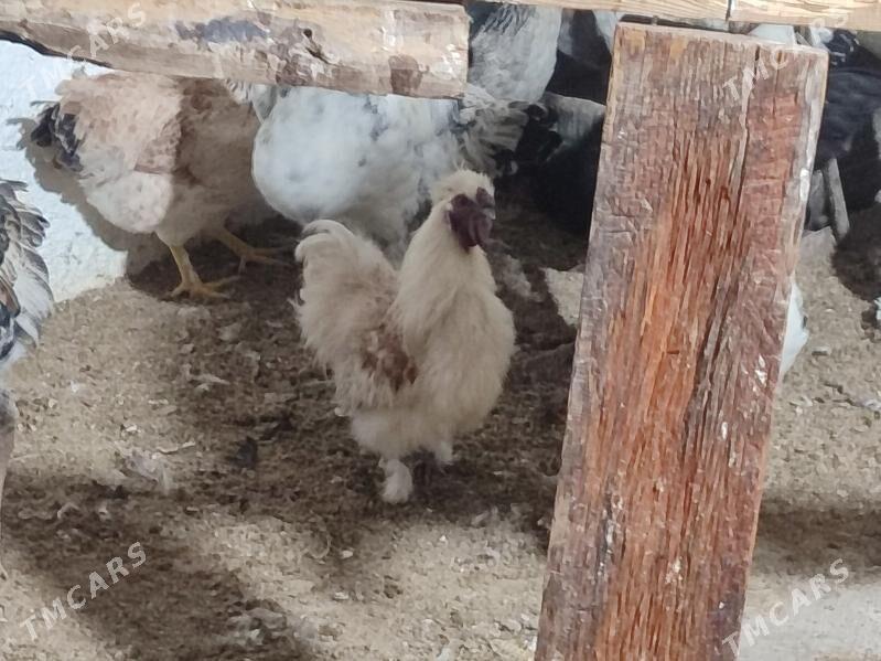 Товшан туй гызыл гара Япончик - Туркменабат - img 5