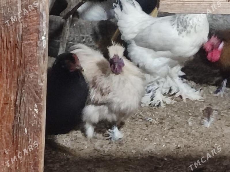 Товшан туй гызыл гара Япончик - Туркменабат - img 4