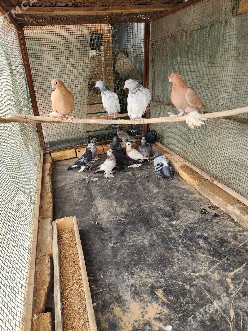 kepder - Sakar - img 3