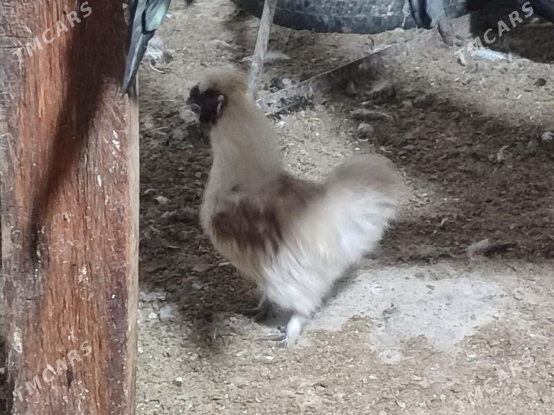 Товшан туй гызыл гара Япончик - Туркменабат - img 10