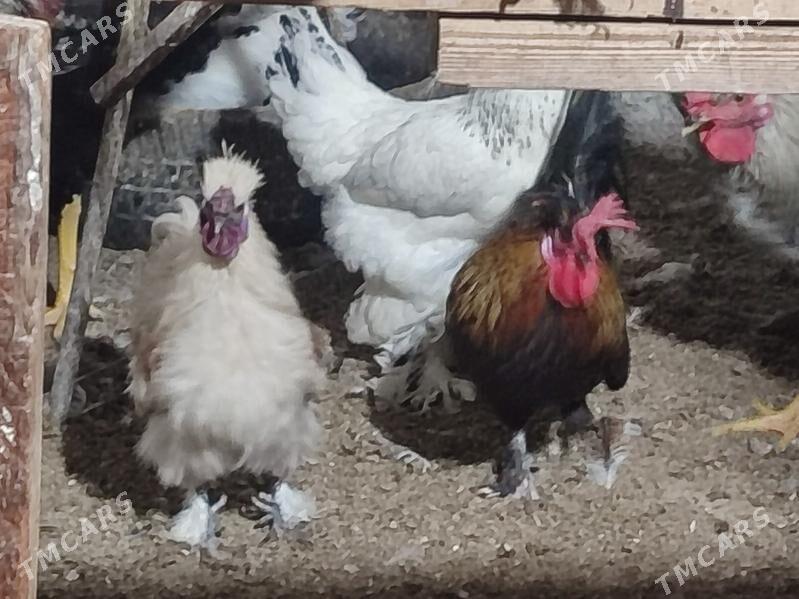 Товшан туй гызыл гара Япончик - Туркменабат - img 3