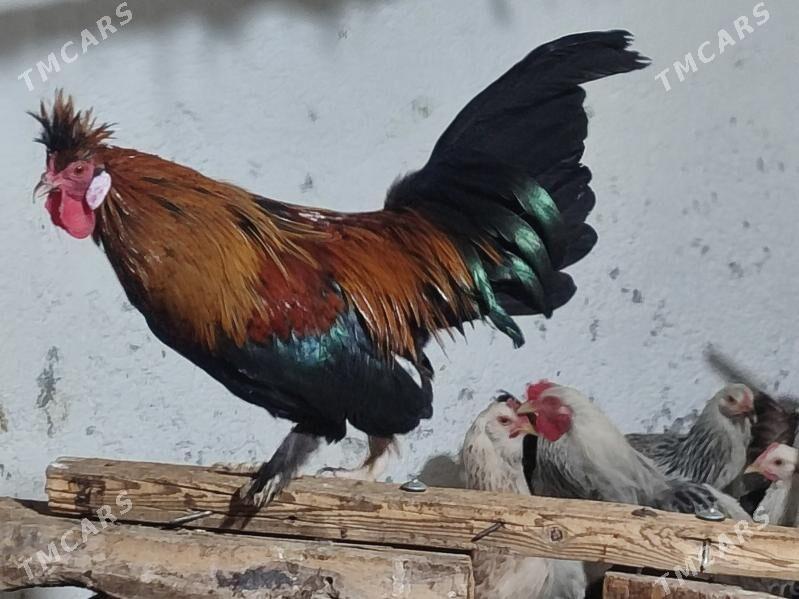 Товшан туй гызыл гара Япончик - Туркменабат - img 8