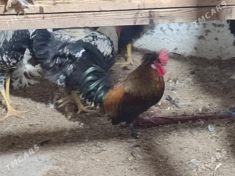 Товшан туй гызыл гара Япончик - Туркменабат - img 6