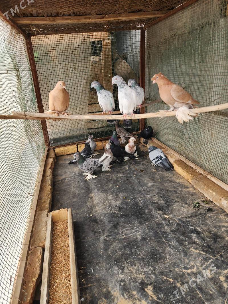 kepder - Sakar - img 2