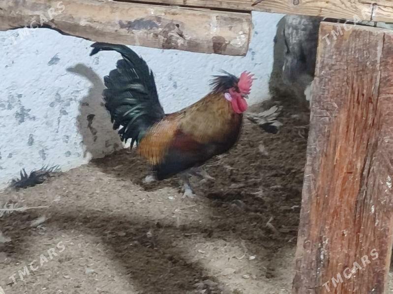 Товшан туй гызыл гара Япончик - Туркменабат - img 7