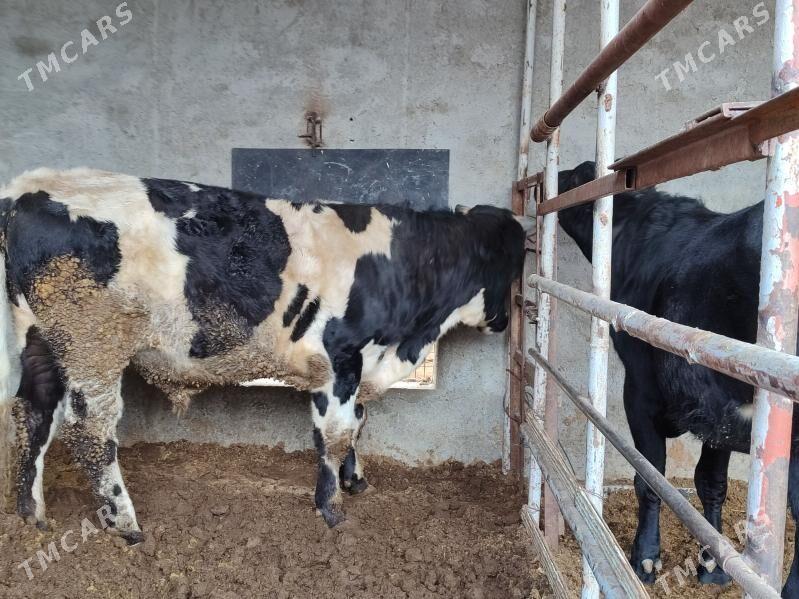 Окуз - Туркменабат - img 7