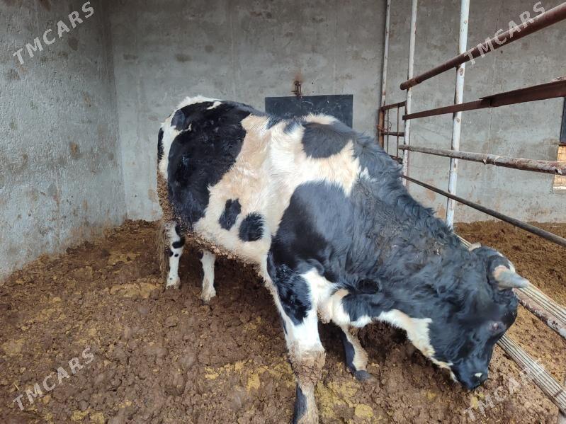 Окуз - Туркменабат - img 6