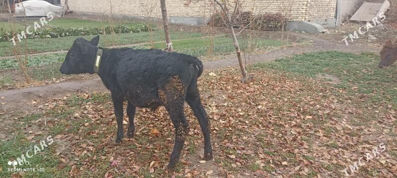 unajyn ve öküzce - Türkmenabat - img 5